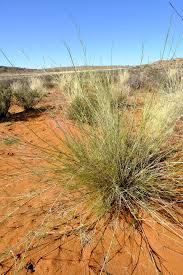 Image result for Stipagrostis