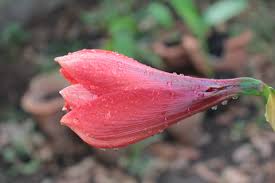 Image result for Harpagophytum zeyheri