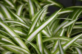 Image result for Chlorophytum galpinii