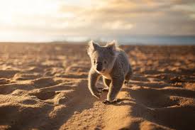 Australia Com James Had Been Dreaming Of A Beach Holiday Schattige Dieren Dieren Koala