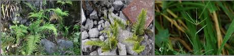 Image result for Pityrogramma argentea