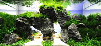 2010 Aga Aquascaping Contest Entry 65 Aquascape Aquarium Sand Planted Aquarium