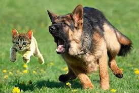 There can be many reasons that make your dog vomit, but in all cases, it is a defense mechanism. Pasco Sheriff On Twitter K9 Cop Capturing Cat Burglar
