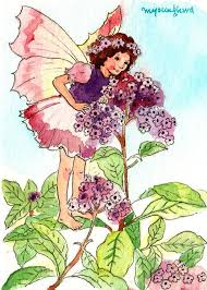 Aceo Originalwatercolor Heliotrope Fairy Flower Fairies Garden Fairy Fairy Garden Flower Fairies Heliotrope