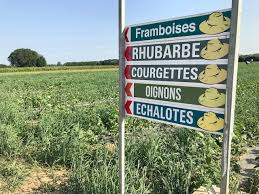 Rustica vous dévoile ses secrets pour réussir la culture de la rhubarbe au potager: Des Fermes Cueillettes Pour Faire Ses Courses En Plein Champs En Ile De France