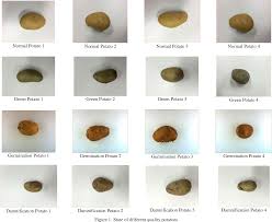 Pdf Classification Of Potato External Quality Based On Svm