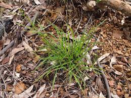 Image result for Scleria