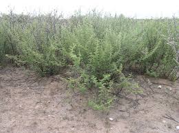 Image result for Acacia hebeclada