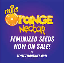 Founded by robert bergman way back in 1993, this premier company is based out of the netherlands. Zmoothiez Cannabis Seed Bank Best Cannabis Seeds Online