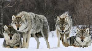 With few exceptions, almost every wolf taken during recently opened seasons in idaho and montana. Trump Officials End Gray Wolf Protections Across Most Of Us Ktvb Com