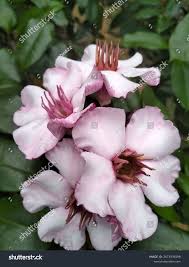 Image result for Strophanthus