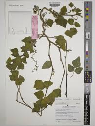 Image result for Dolichos kilimandscharicus