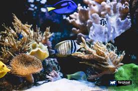 What decorations can you put in a fish tank. Decorating An Aquarium 4 Objects Not To Be Put In The Fish Tank
