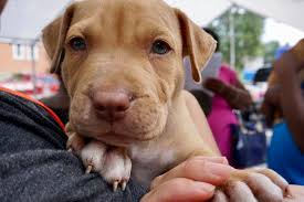 Find a chase branch and atm in columbus, ohio. Save Ohio Pets Free Spay And Neuter Clinic Vet Care In Columbus Ohio