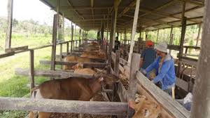 D'kandang farm the amazing farm merupakan tempat wisata alam. Distan Bagikan Ratusan Sapi Untuk Peternak Teropongmedia