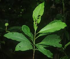 Image result for Rauvolfia vomitoria