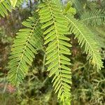 Image result for Sesbania sericea