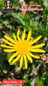 Image result for Hirpicium bechuanense