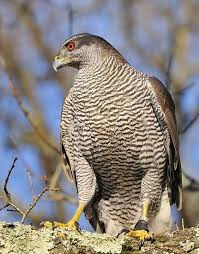 Uk Birds Of Prey Images British Birds Of Prey Identification Guides Bird Spot Birds Of Prey Uk Northern Goshawk Birds Of Prey