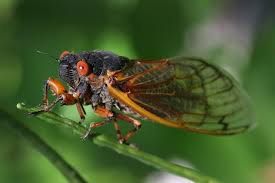 Cicada from taiwan was formed in 2009 consists of violin, cello, acoustic guitar, and piano. Should I Worry About The Brood X Cicadas In My Yard Hgtv