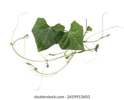 Image result for Zehneria