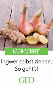 Ingwer Selbst Ziehen So Geht S Ingwer Selber Ziehen Ingwer Pflanzen Ingwer Zuchten