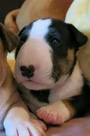 Discover 20 dog breeds from chihuahuas to great danes with short, smooth coats. Pin By Charlene On Bull Terriers Bull Terrier Puppy Bull Terrier Baby Dogs