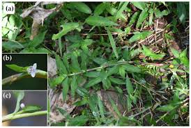 Image result for Murdannia semiteres