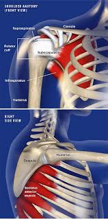 Image result for Scapulothoracic Injection