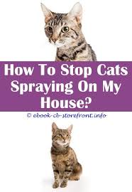If you don't mind spraying your furniture and curtains with a liquid solution, several homemade compounds that can be used to deter cats from getting near enough to start scratching. 10 Superb Cat Spray Life Admirable