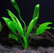 Tanaman aquascape karpet ( foreground ) yang mudah dalam perawatan dan cocok untuk pemula selanjutnya adalah echinodorus tenellus. 15 Jenis Tanaman Aquascape Tanpa Co2 Anubias Merah Di Air
