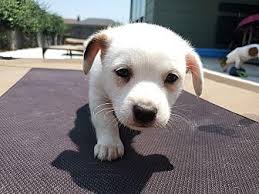Maybe you would like to learn more about one of these? Brandon Westie West Highland White Terrier Puppy Male For Sale In Melbourne Florida Classified Americanlisted Com