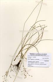Image result for Fimbristylis scabrida