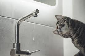 cats peeing in the sink, all you need
