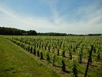 We did not find results for: Black Birch Vineyard Hatfield 2021 All You Need To Know Before You Go With Photos Tripadvisor