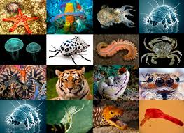 Zoología contemporánea: novedades del Reino Animal - Mito ...