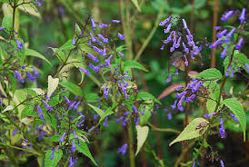 Image result for Isodon ramosissimus