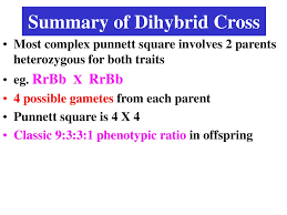 The phenotype ratio predicted for dihybrid cross is 9:3:3. Dihybrid Crosses Involve 2 Traits Ppt Download