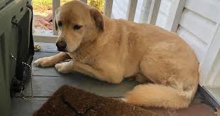 Peaceful pastures services are available to families at need seven (7) days a week via a paging system. A Dog Went Missing She Turned Up At Her Old Home 57 Miles Away In Another State Cbs News