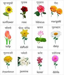 Maybe you would like to learn more about one of these? ãƒ™ã‚¹ãƒˆã‚³ãƒ¬ã‚¯ã‚·ãƒ§ãƒ³ Name Of Flowers In English And Hindi 174360 List Of Flowers Name In English And Hindi