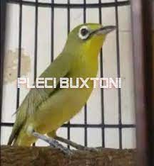 Cara Memilih Burung Pleci Buxtoni Yang Bagus Prospek Juara