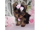 Free Yorkshire Terrier Puppies For Adoption | PETSIDI