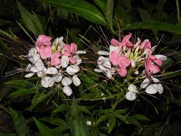 Image result for Cleome houtteana