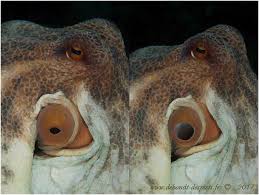 Le plus grand dauphin du monde (feed and grow fish). Le Poulpe De Mediterranee Le Blog De Dehondt Christophe Et De Desmets Corinne