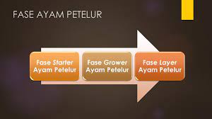 Ayam petelur merupakan ayam yang menghasilkan telur untuk dikonsumsi. Manajemen Pemeliharaan Petelur Ppt Download