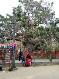 Parijaat Tree Barabanki Places Places To Visit Visiting