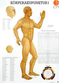 poster anatomical chart body acupuncture i