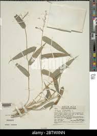 Image result for Olyra latifolia