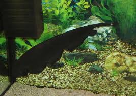 black ghost knifefish care size tankmates compatibility