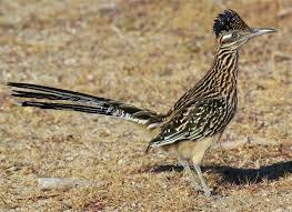 Birds Of Southern Arizona Pin By Cara Hudgins On Local Southern Az Creatures Road Runner Road Runner Bird Bird